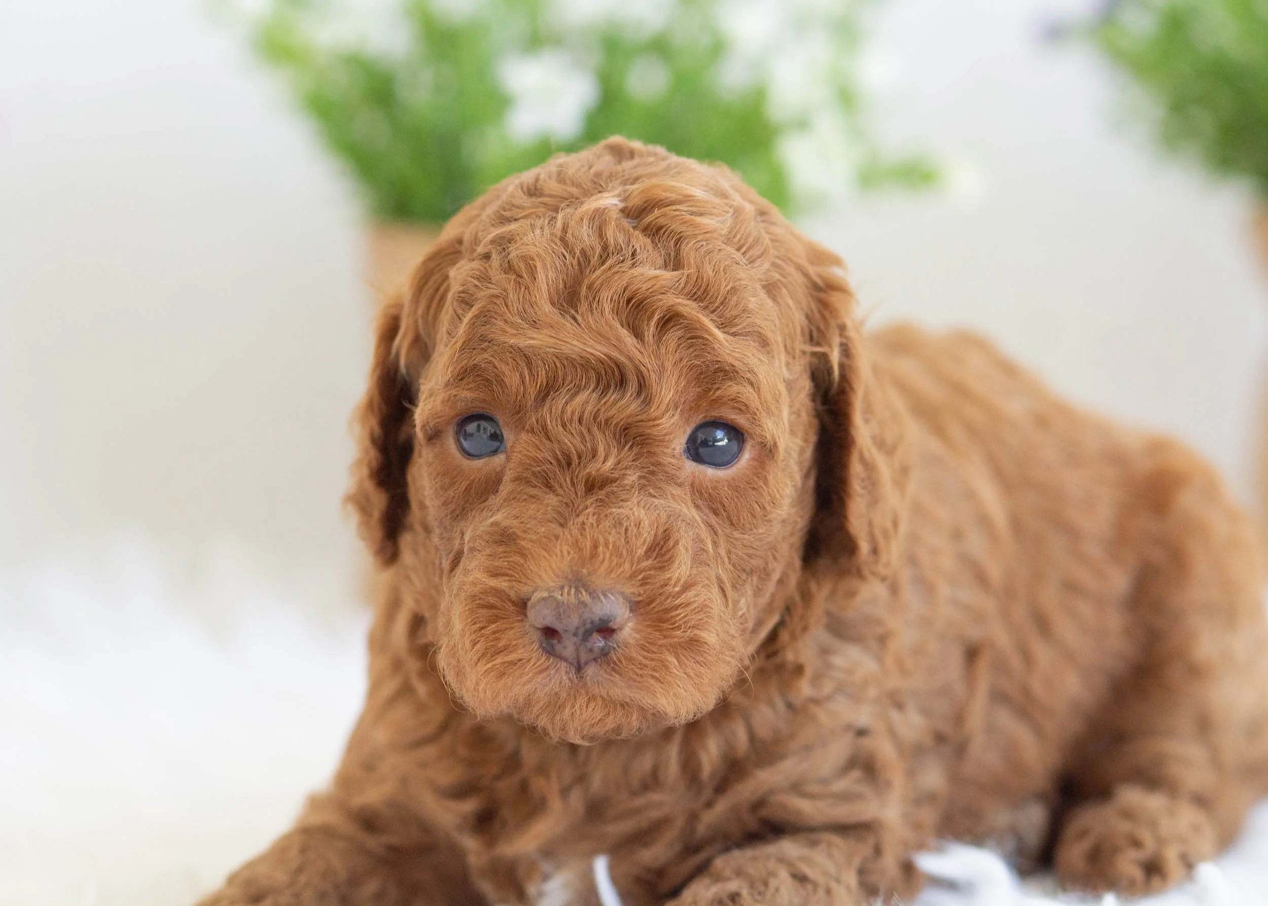 Zane Goldendoodle For Sale(1).jpg