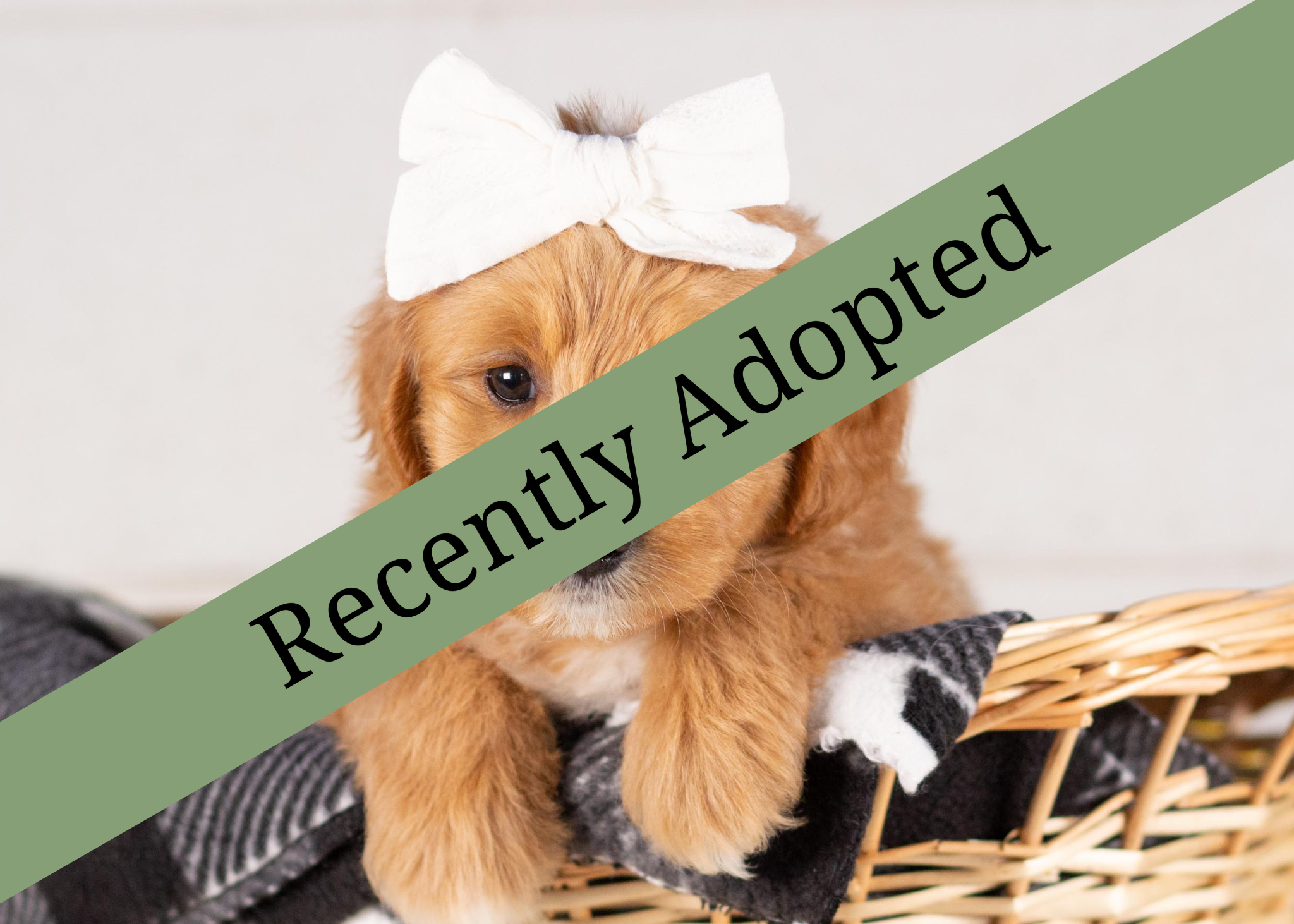 goldendoodle for sale