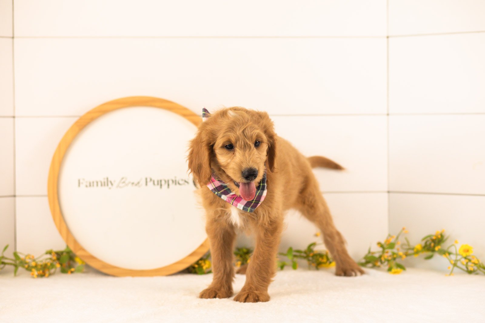 Putzie goldendoodle for sale(2).jpg