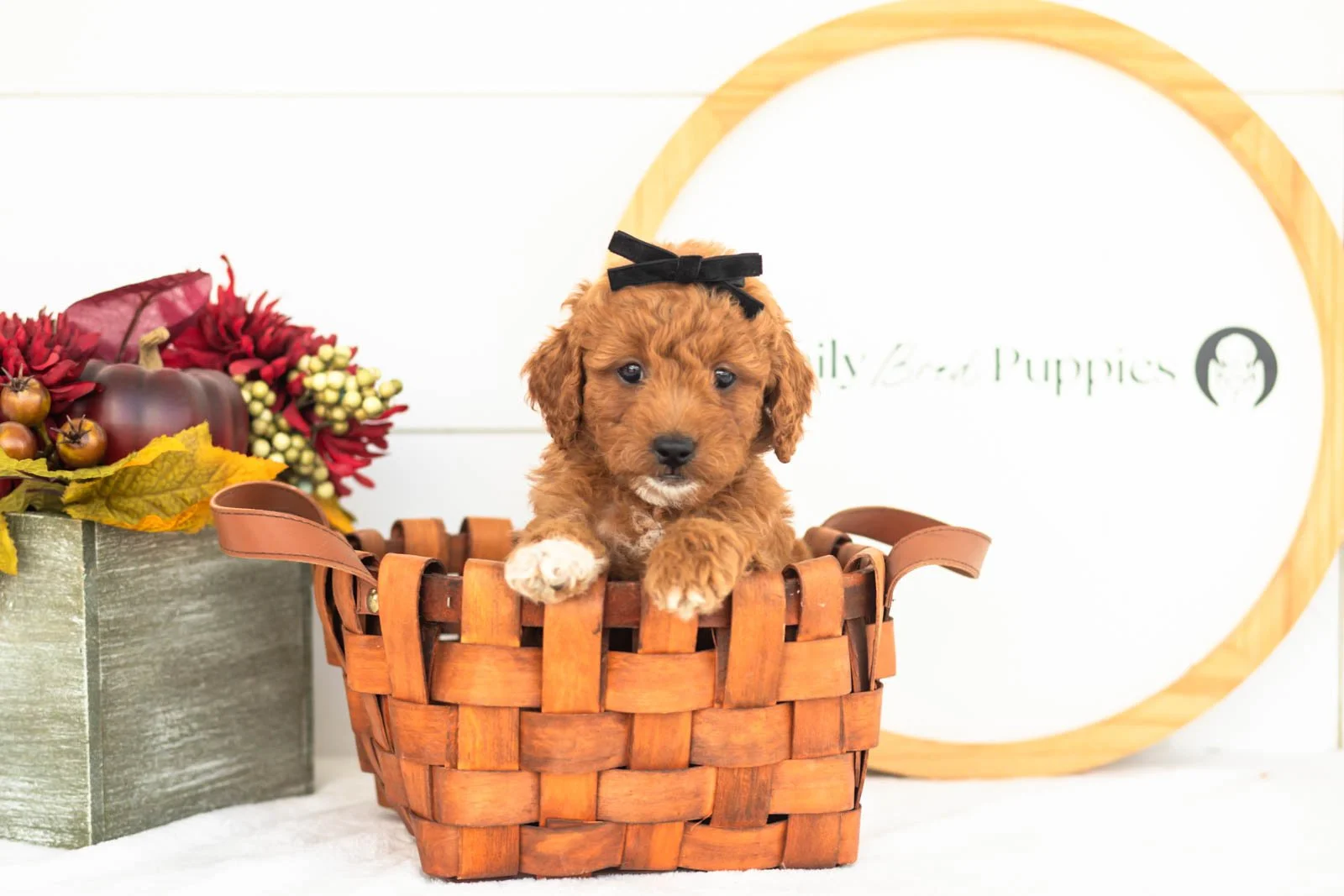 Chiffon goldendoodle for sale(2).jpg