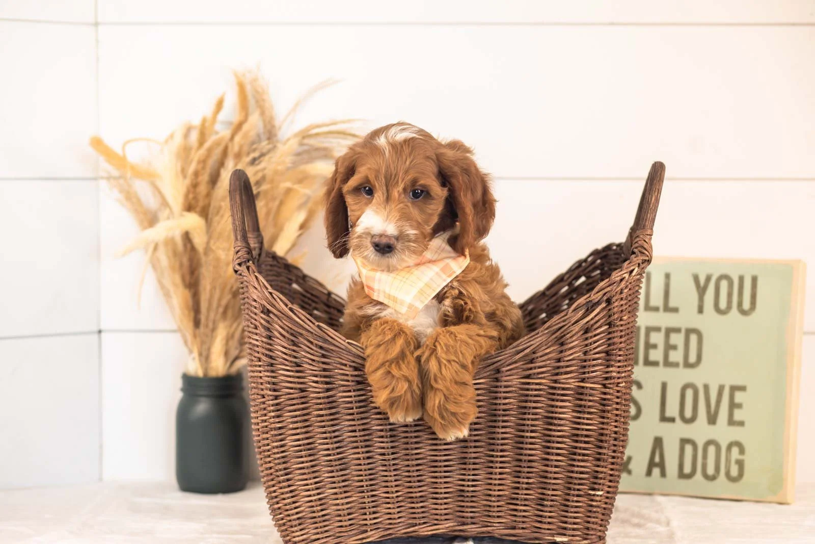 Abel goldendoodle for sale.jpg