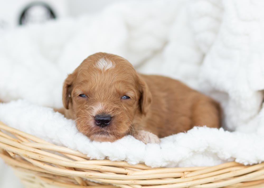 Pecan goldendoodle for sale(4).jpg