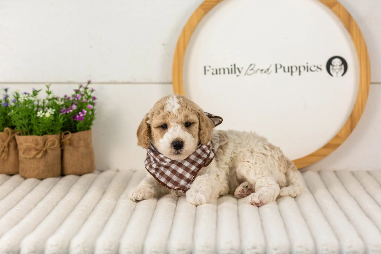 Dirby goldendoodle for sale(1).jpg
