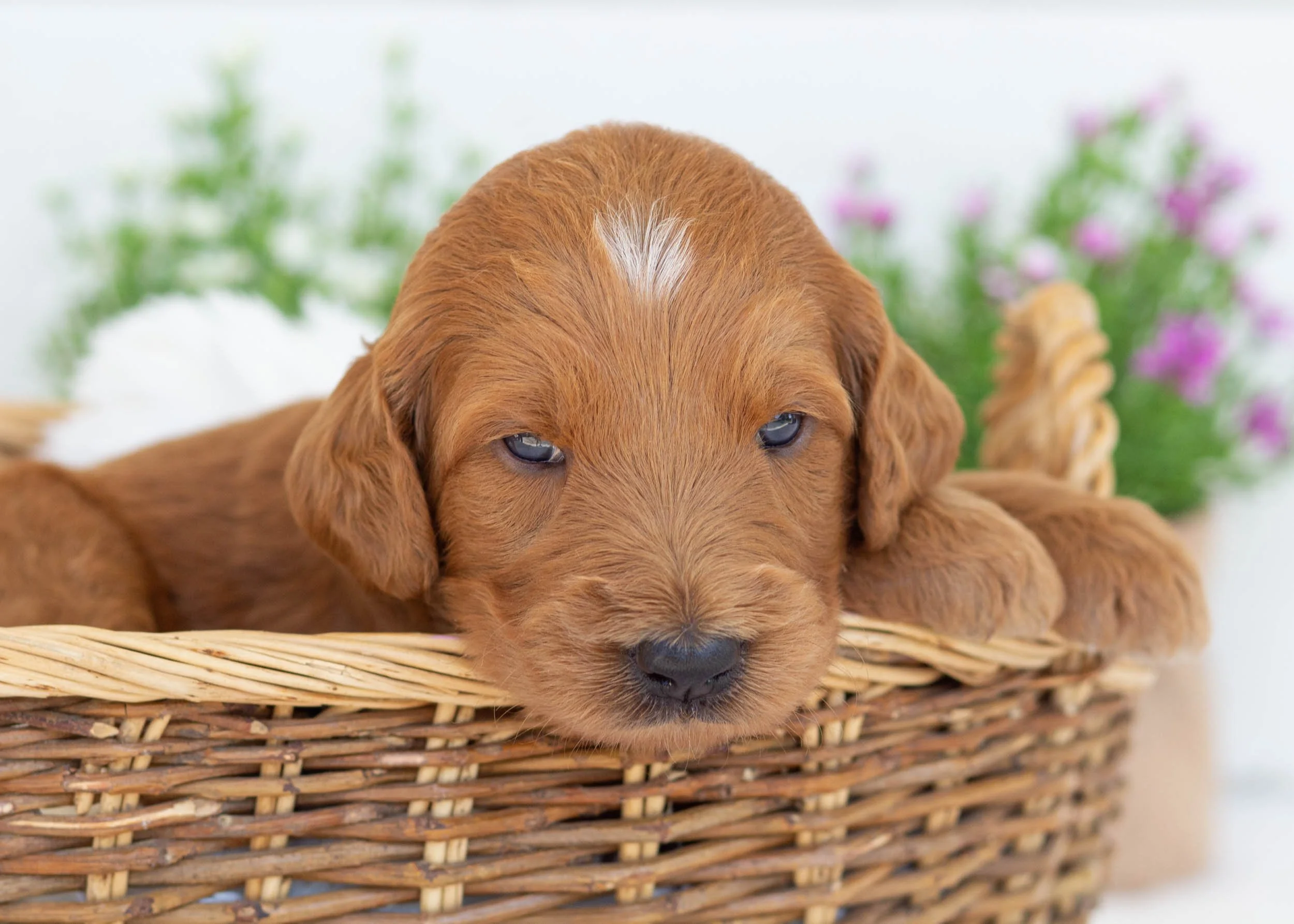 Edna goldendoodle for sale(1).jpg