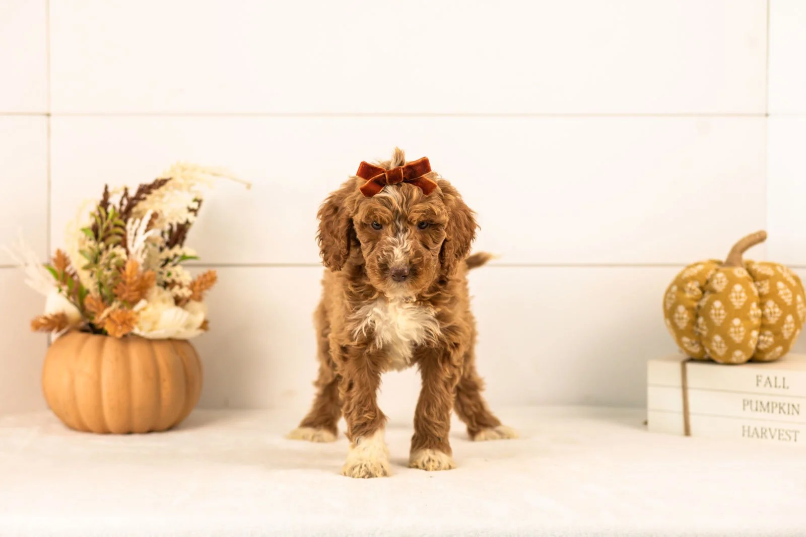 Tatra goldendoodle for sale 3.jpg