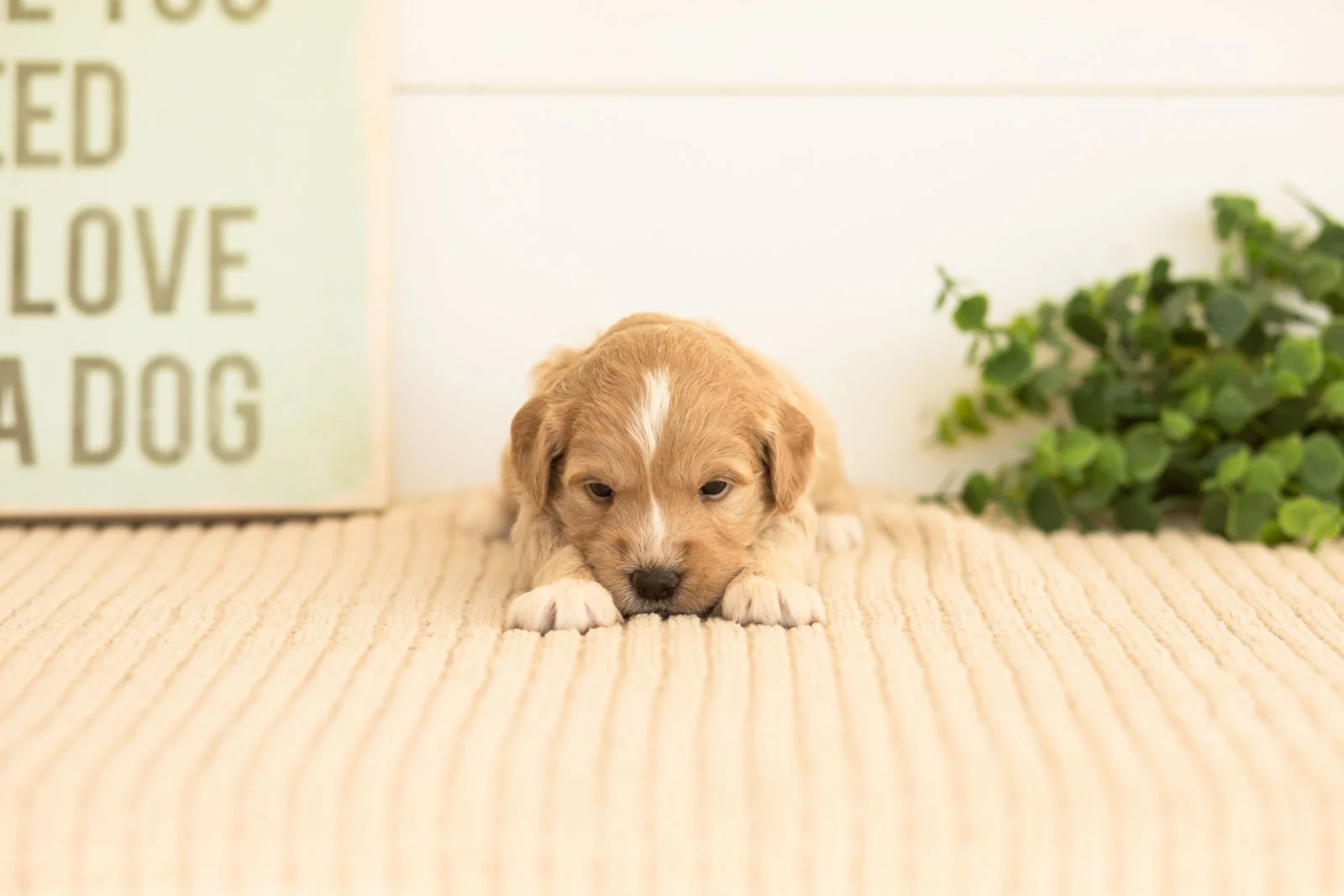 Ruby goldendoodle for sale.jpg