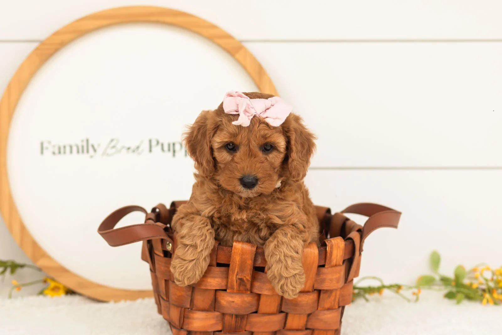 Starlet goldendoodle for sale(2).jpg