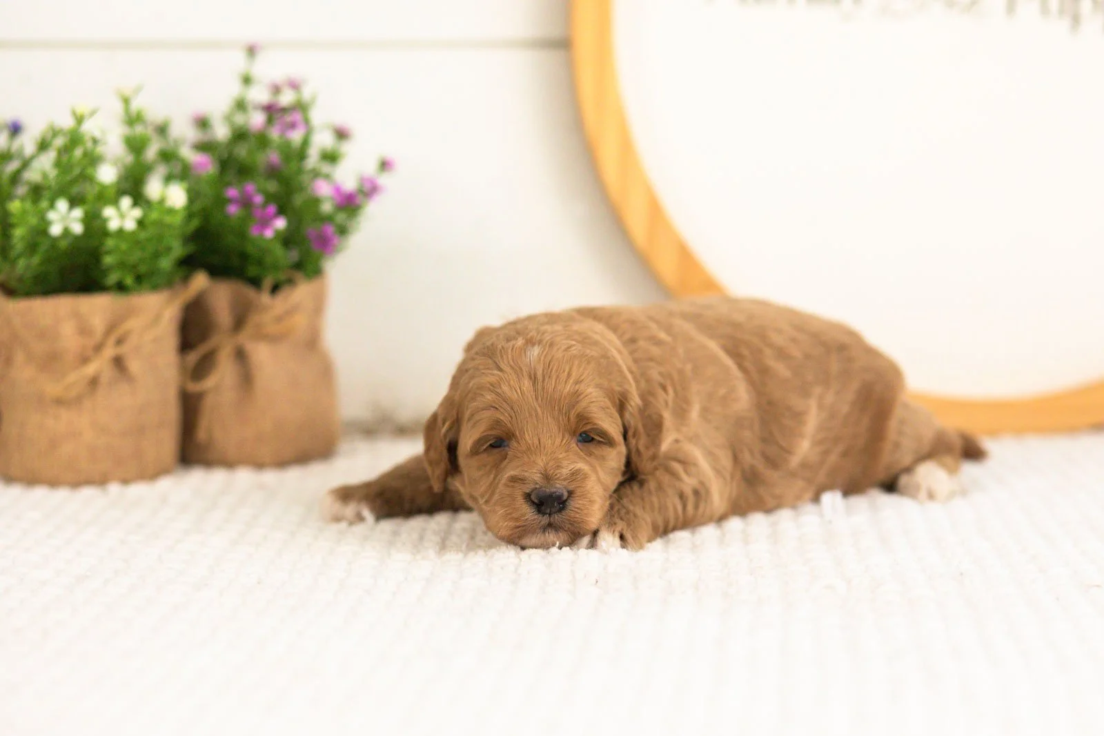 Ron goldendoodle for sale(4).jpg