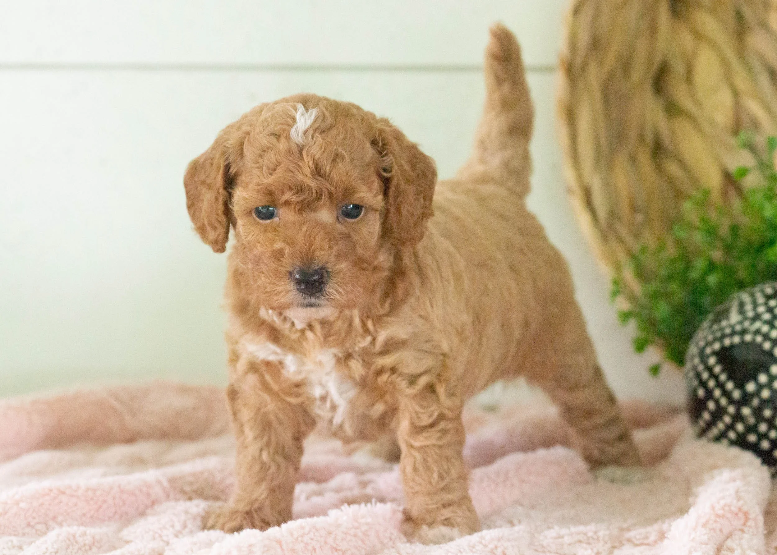 Tara Goldendoodle For Sale(3).jpg