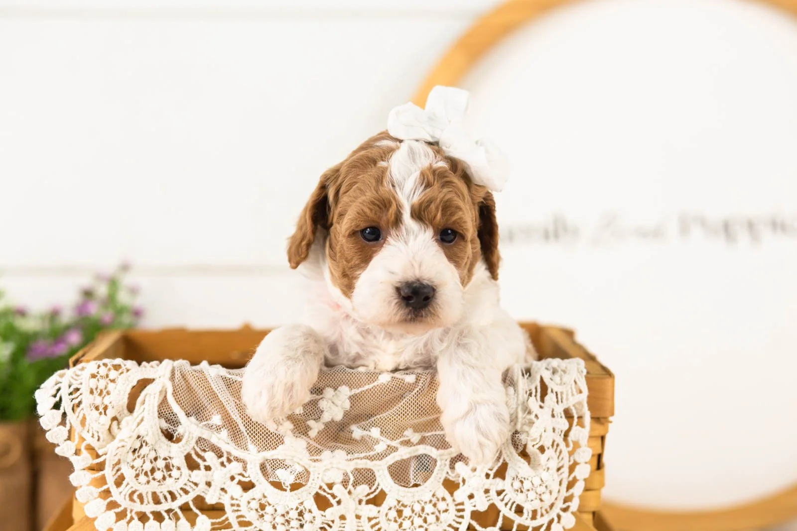 Lucy goldendoodle for sale(4).jpg