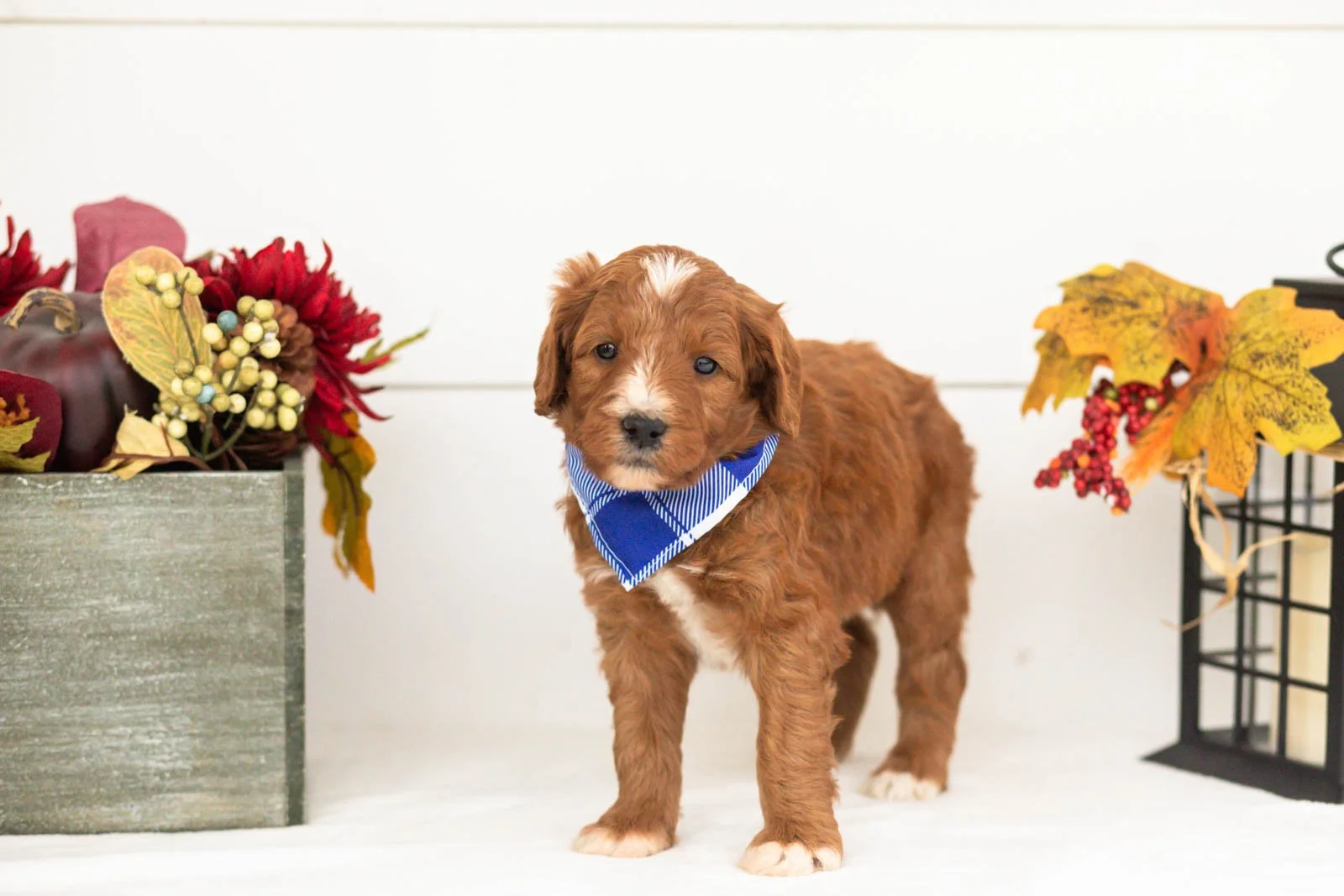 Tigger goldendoodle for sale(4).jpg