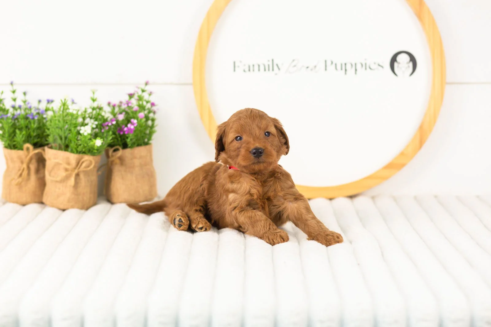 Lance goldendoodle for sale.jpg