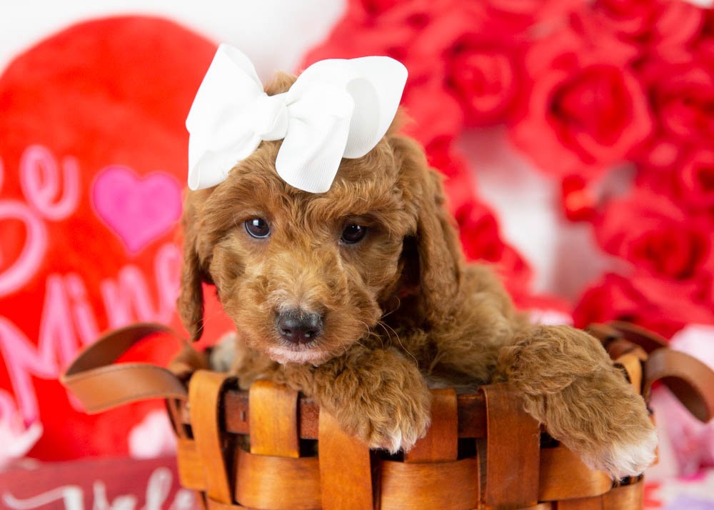 Jesse 11-29-25 F Loretta Lynn 5.42-4.jpg