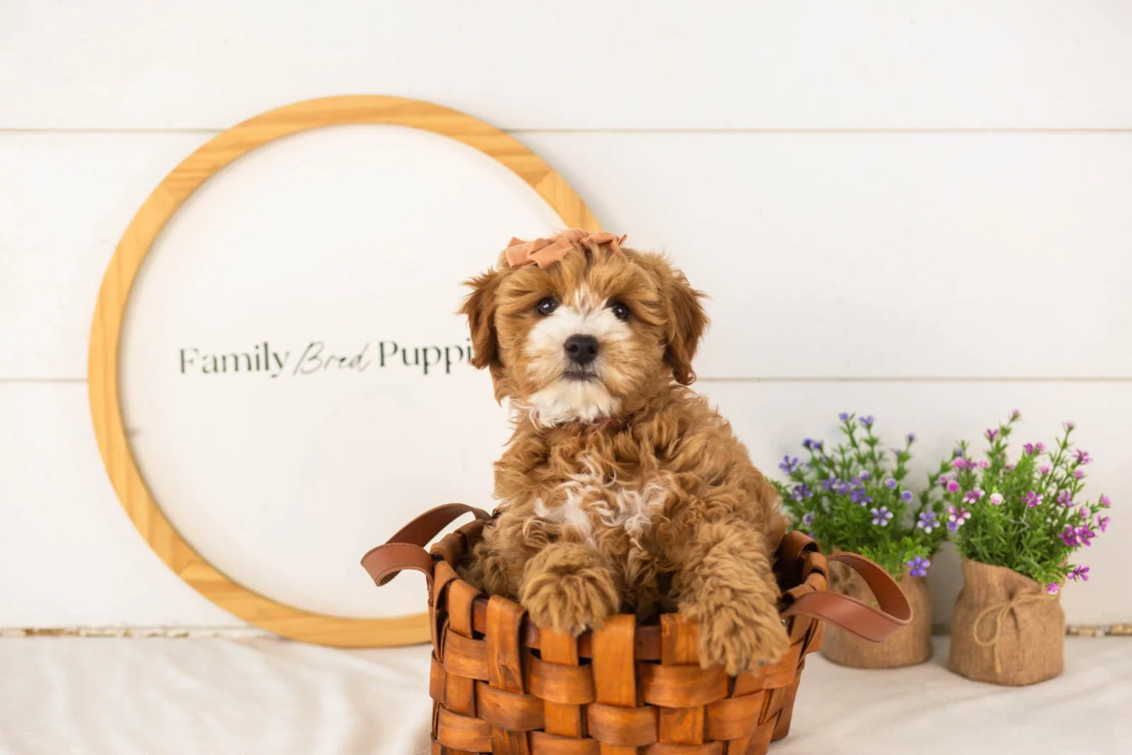Mary goldendoodle for sale(3).jpg