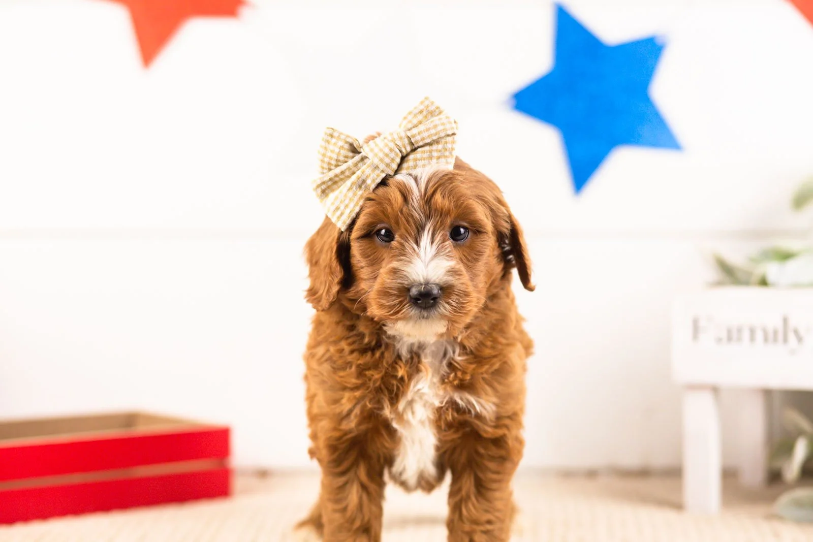queen goldendoodle for sale.jpg