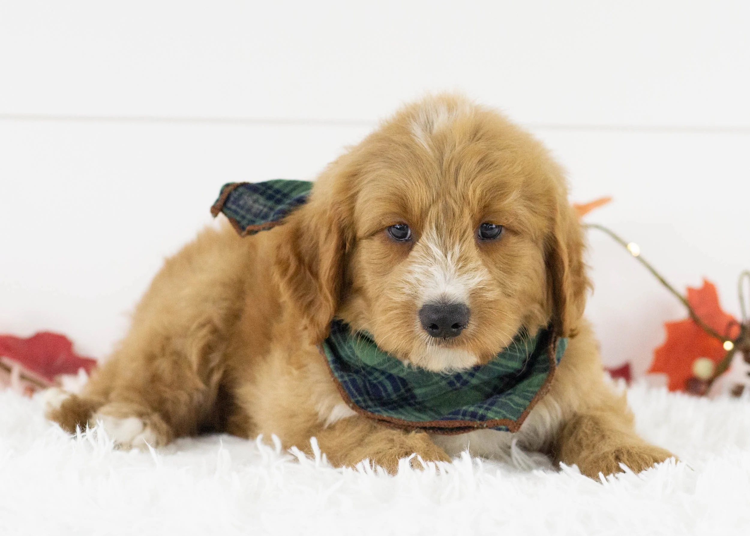 Lark goldendoodle for salejpg.jpg