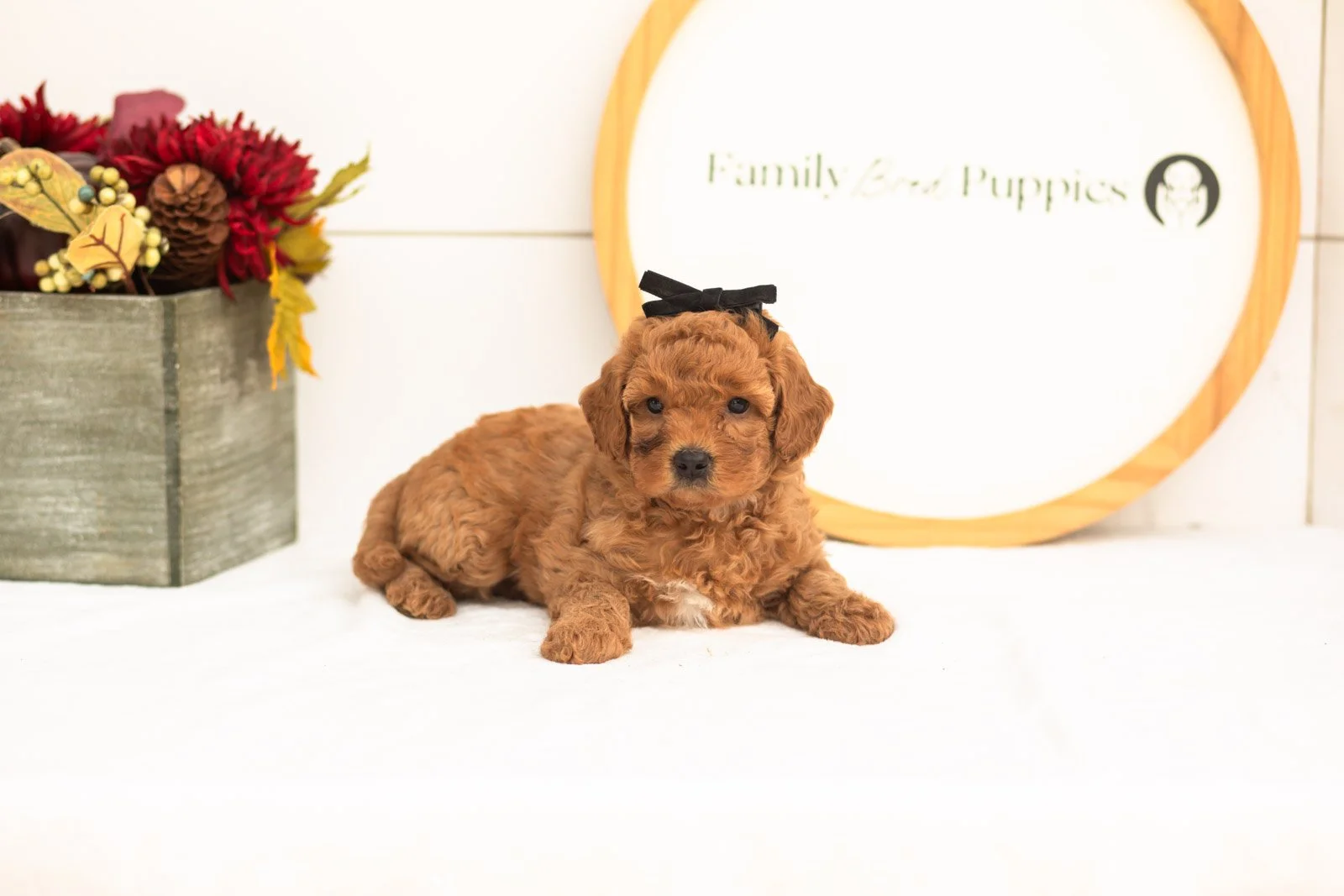 Ladybug goldendoodle for sale(3).jpg