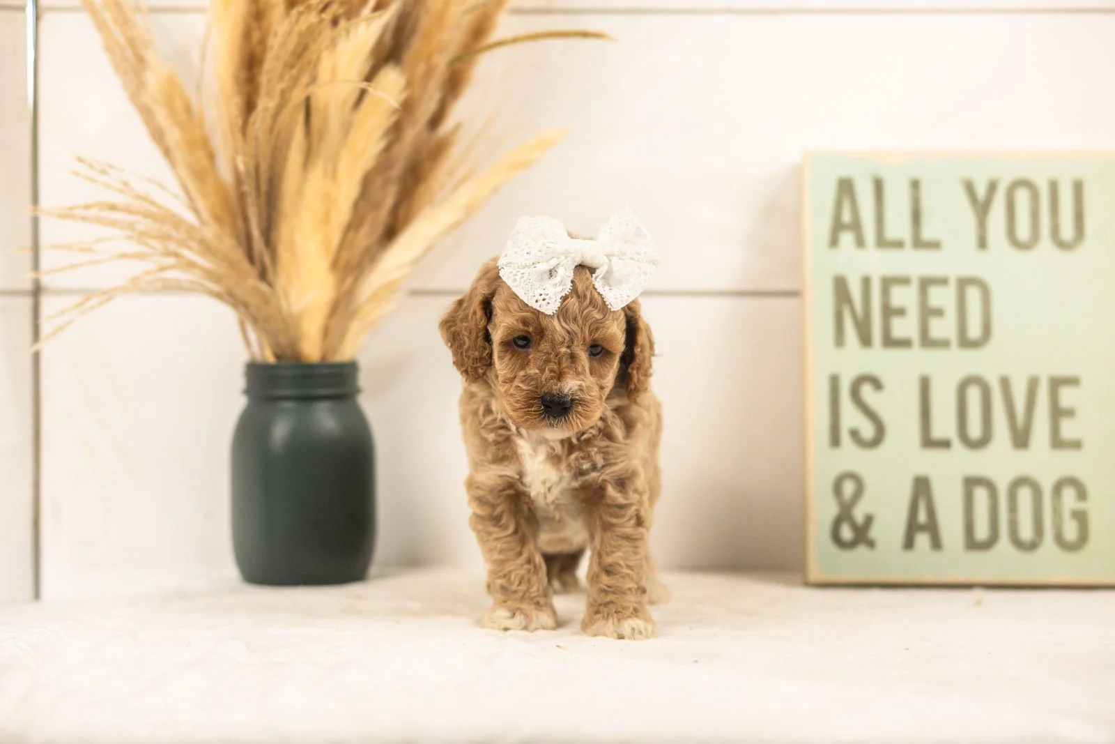 Daisy goldendoodle for sale(3).jpg