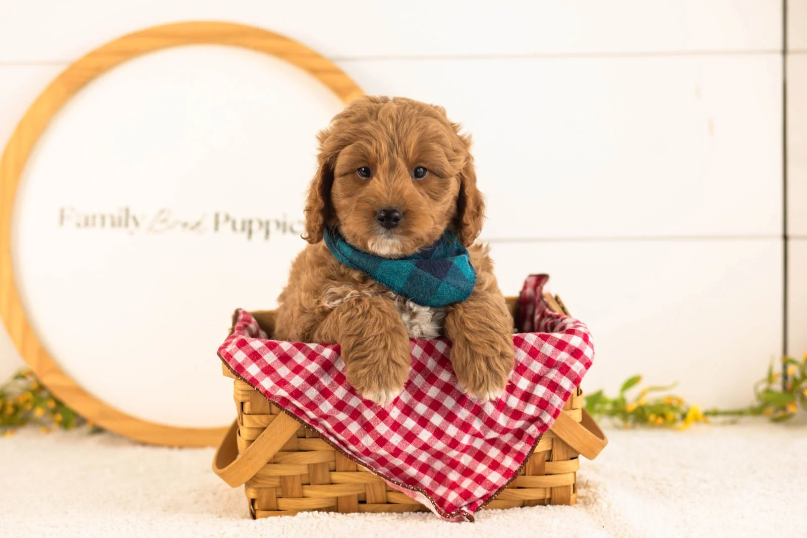 Ron Goldendoodle for sale(4).jpg