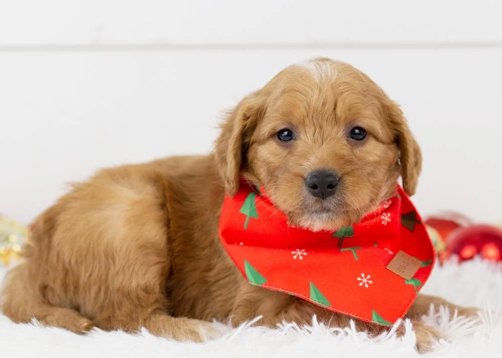 Pecan Goldendoodle for sale(2).jpg