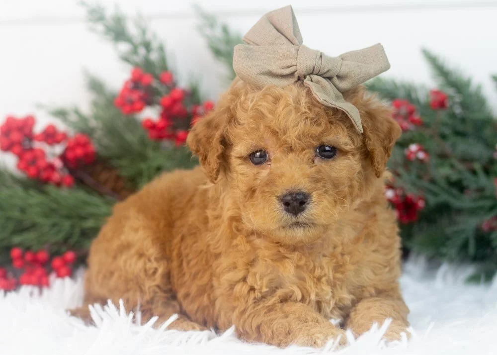 Georgia goldendoodle for sale.(2).jpg