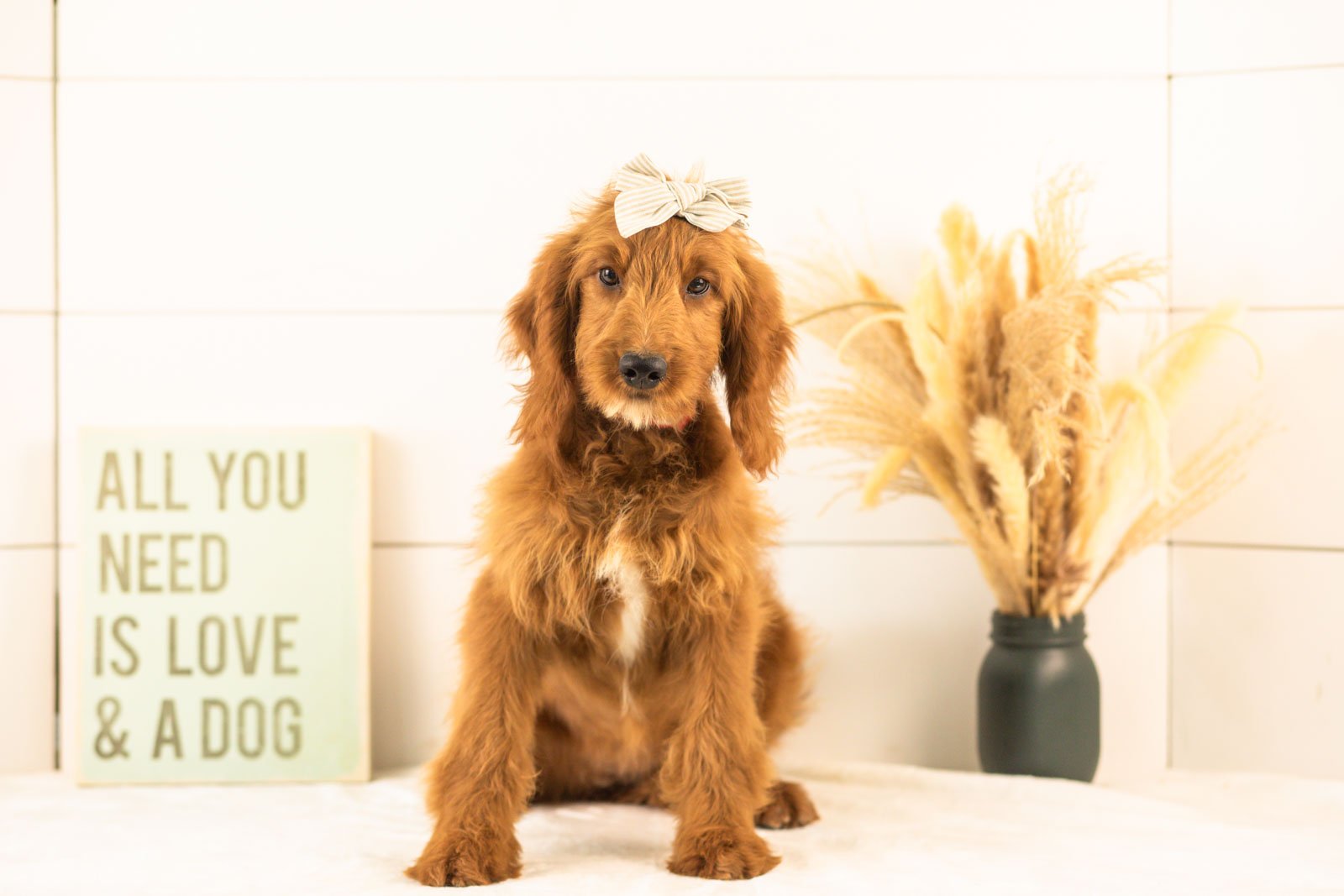 Eliza goldendoodle for sale(1).jpg