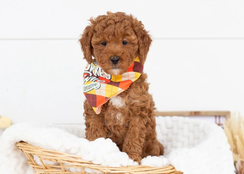 Marcus 9-29-25 Palazzo 3.10.jpg