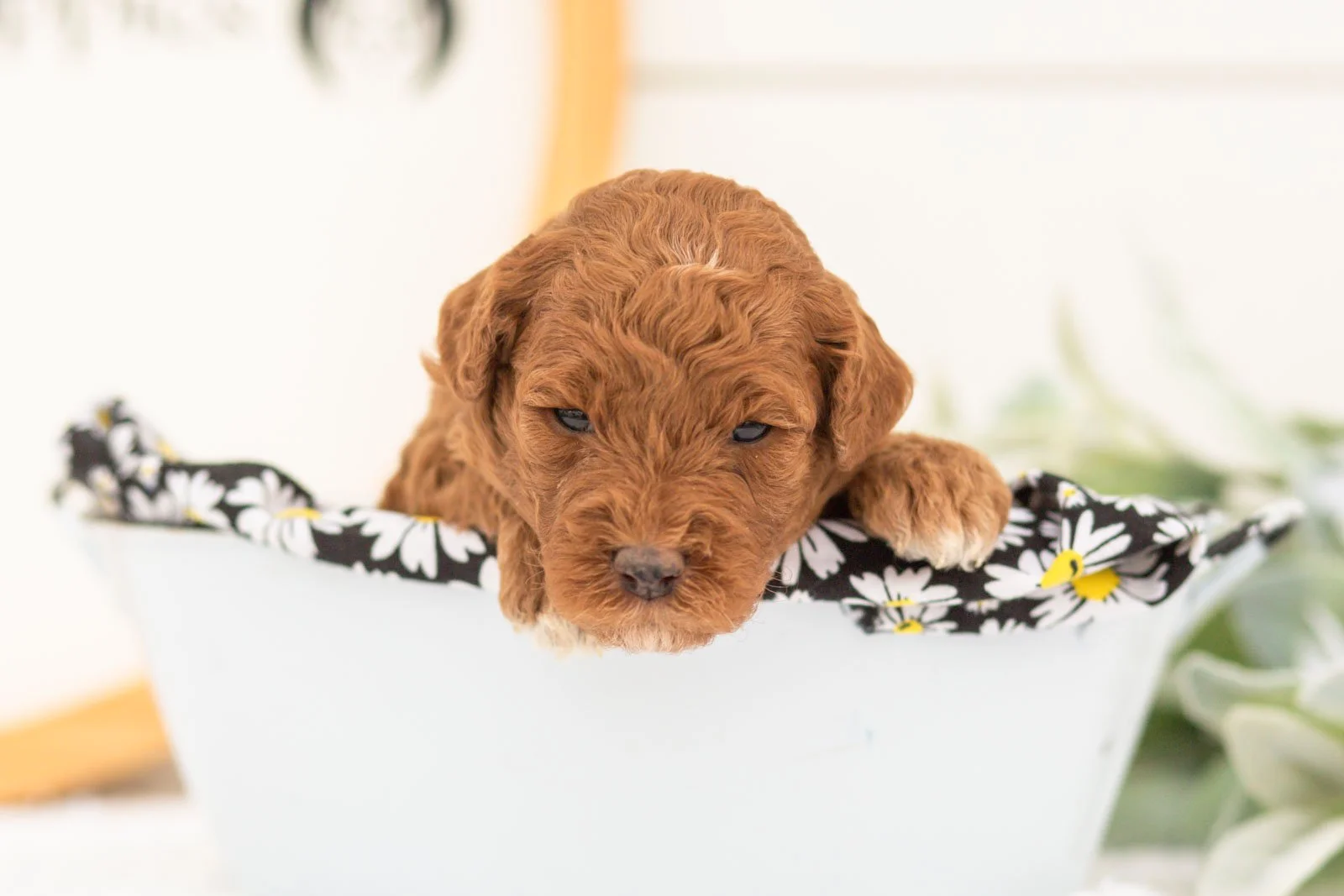 Honour goldendoodle for sale(3).jpg