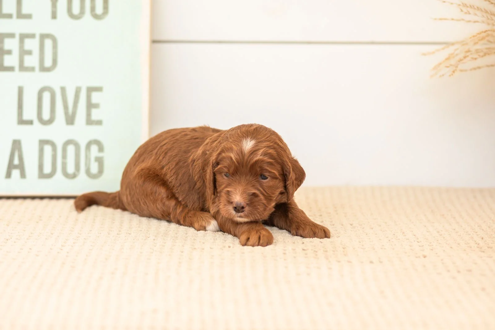 Betty goldendoodle for sale(3).jpg