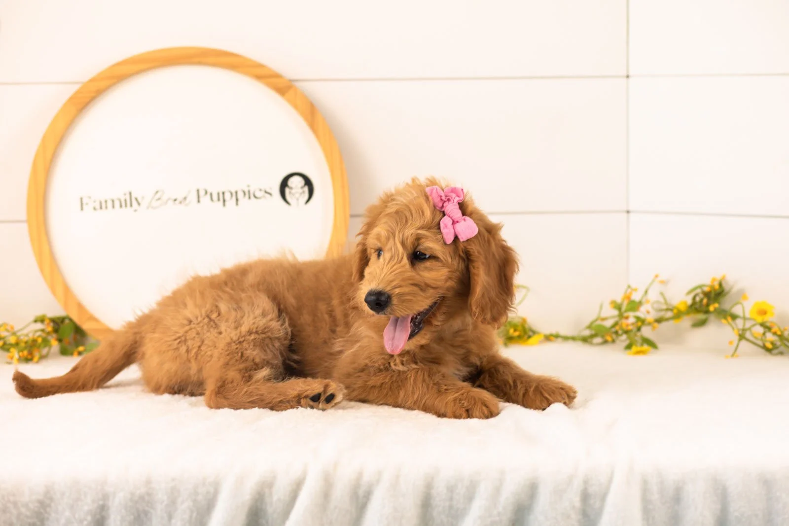 Cha Cha goldendoodle for sale.jpg