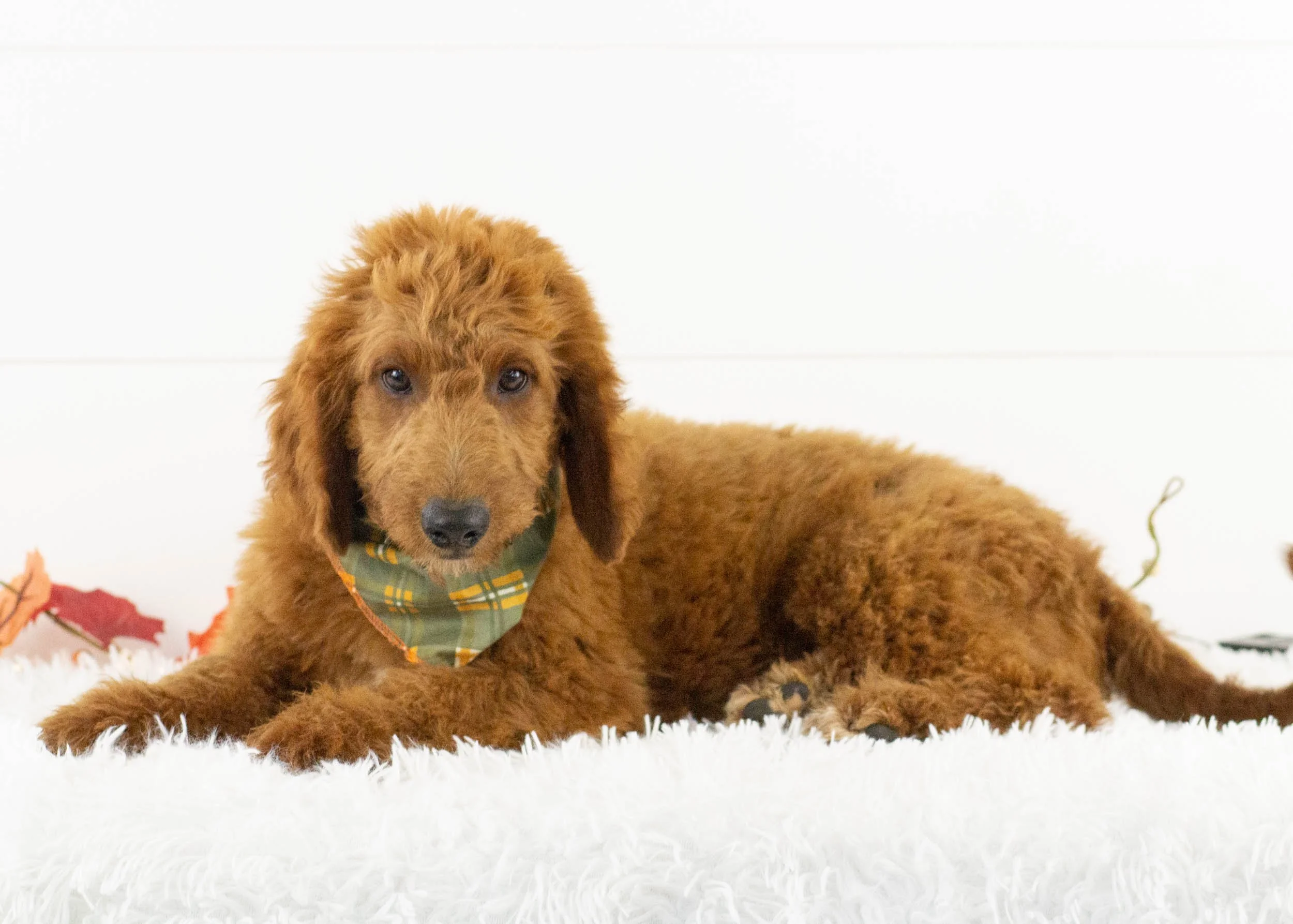 Poodle Mix Goldendoodle Puppies Rescue Golden Retriever Poodle Mix