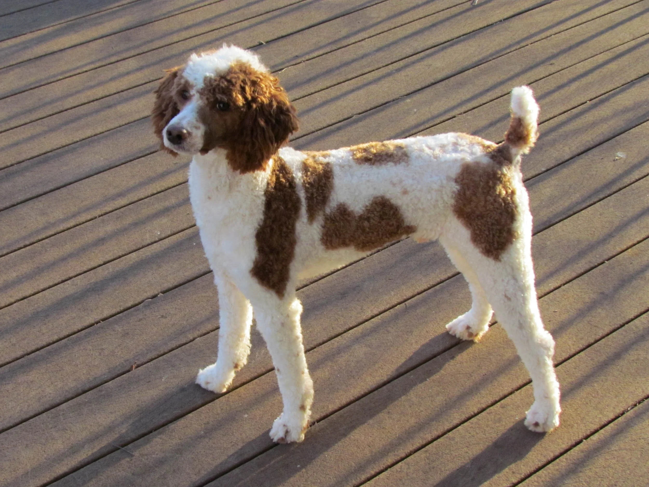 dad poodle