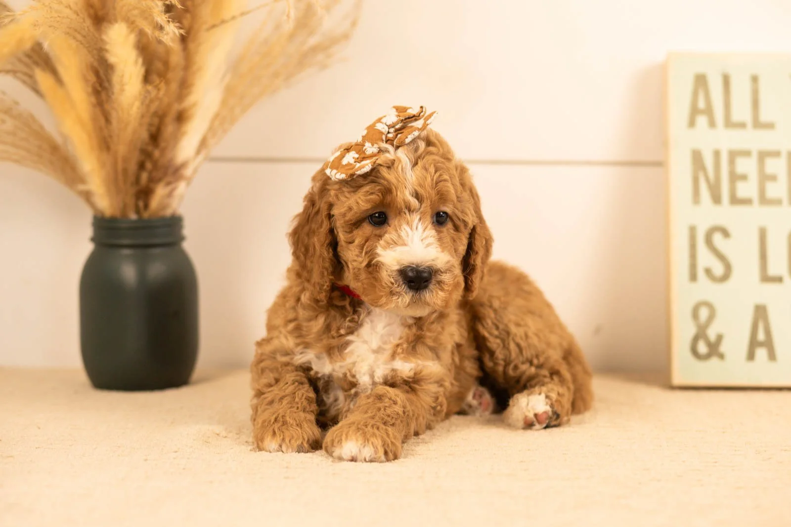 Lola goldendoodle for sale(4).jpg