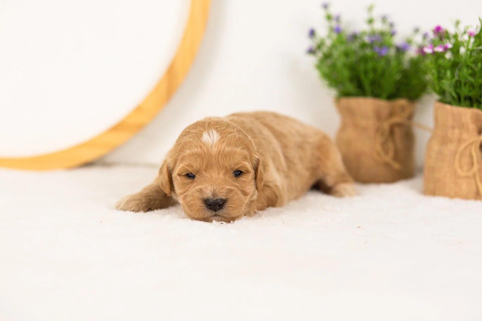 Sandy goldendoodle for sale(2).jpg