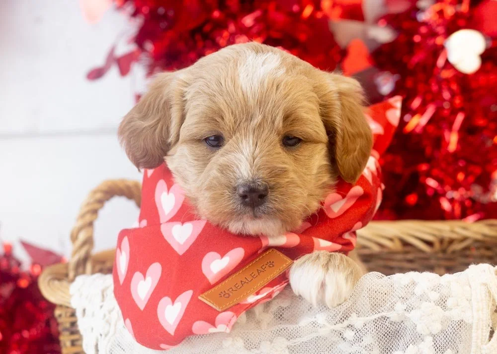 Onyx goldendoodle for sale(1).jpg