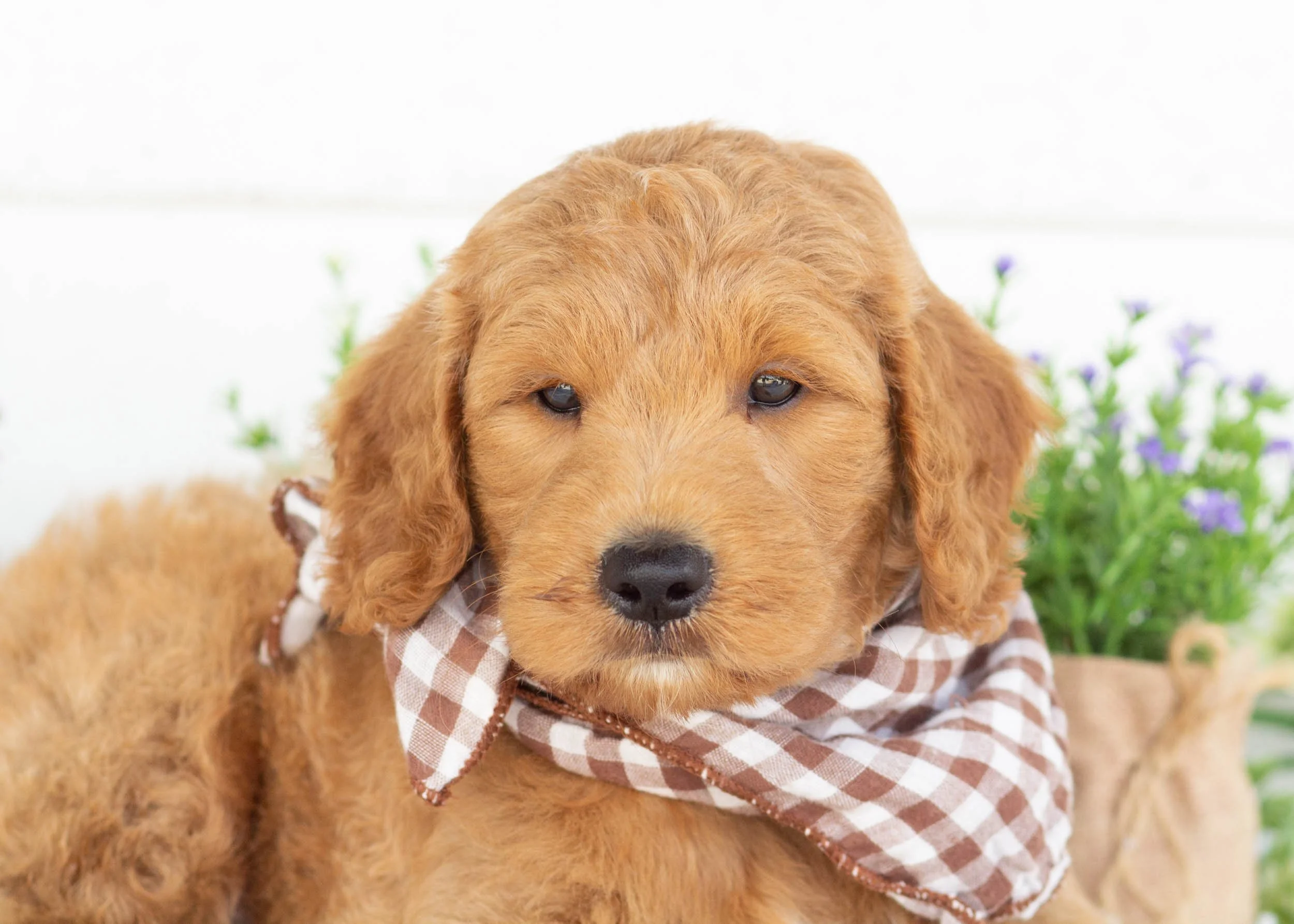Kona goldendoodle for sale(1).jpg