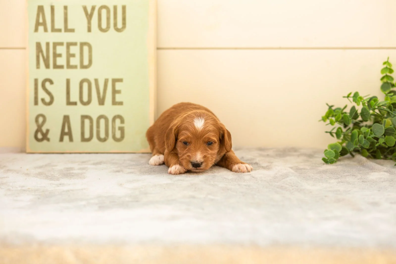 Espresso goldendoodle for sale(4).jpg