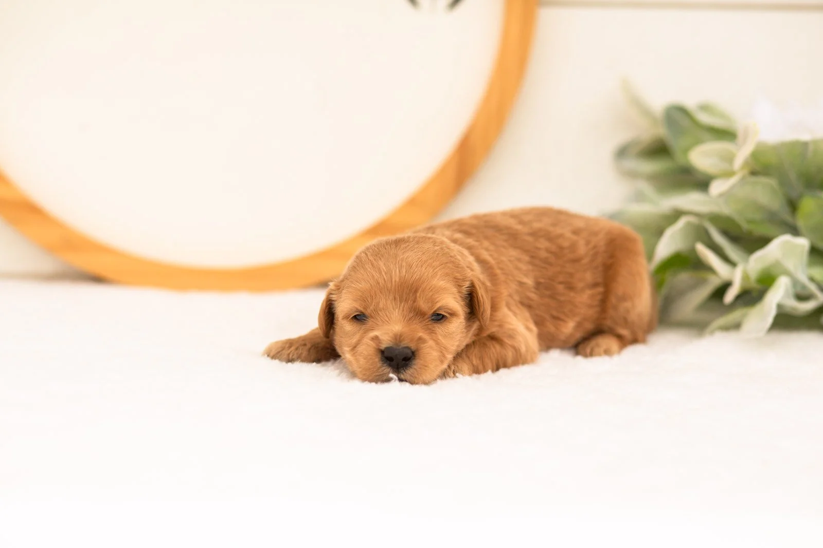 Esme goldendoodle for sale(1).jpg