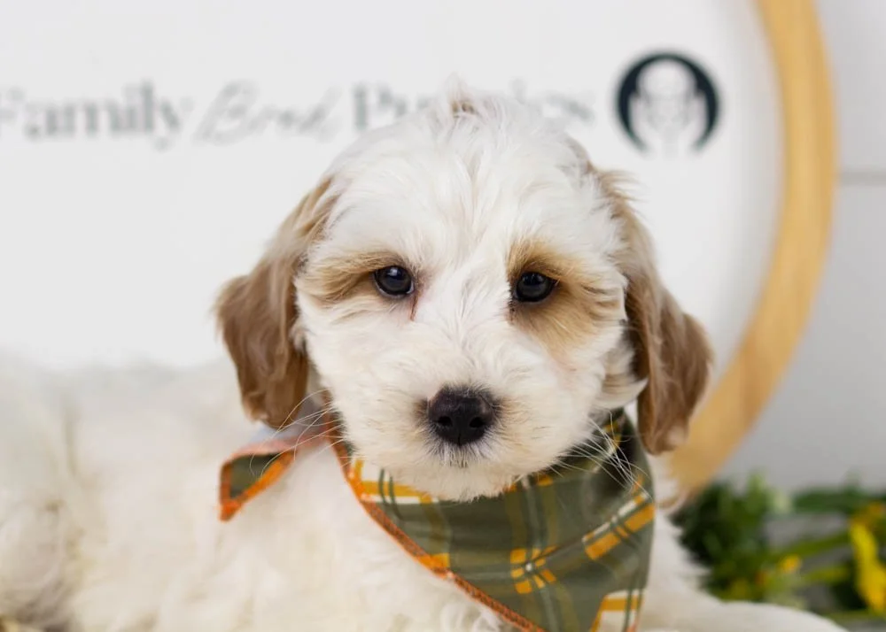 Clay goldendoodle for sale(3).jpg