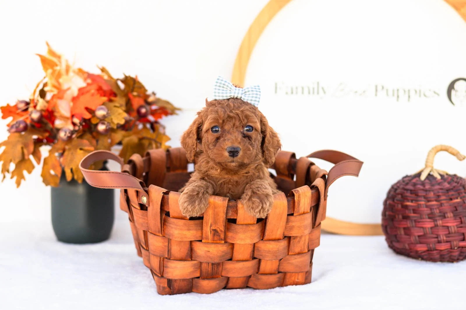 Esther goldendoodle for sale 1.jpg