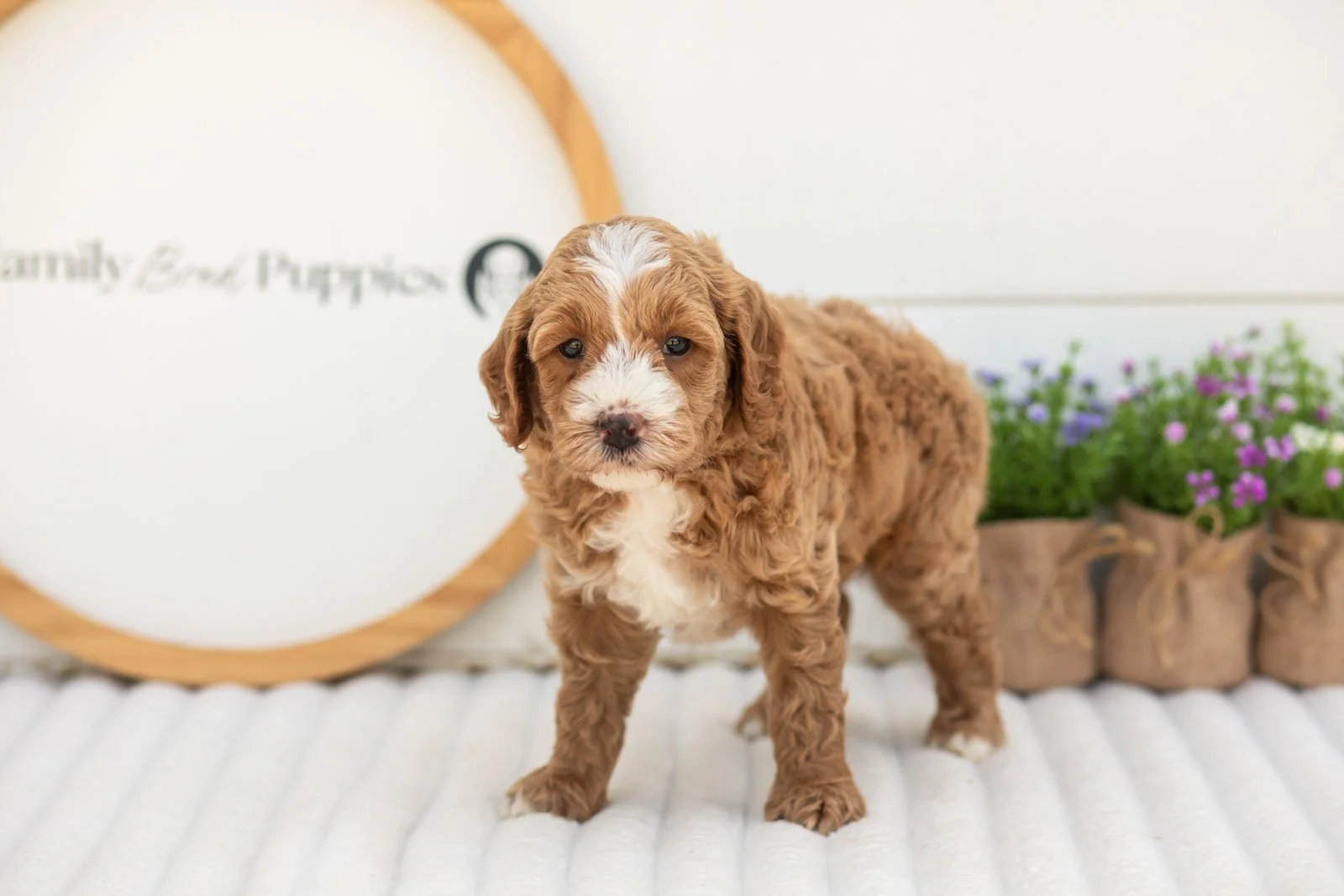 Mack goldendoodle for sale(1).jpg