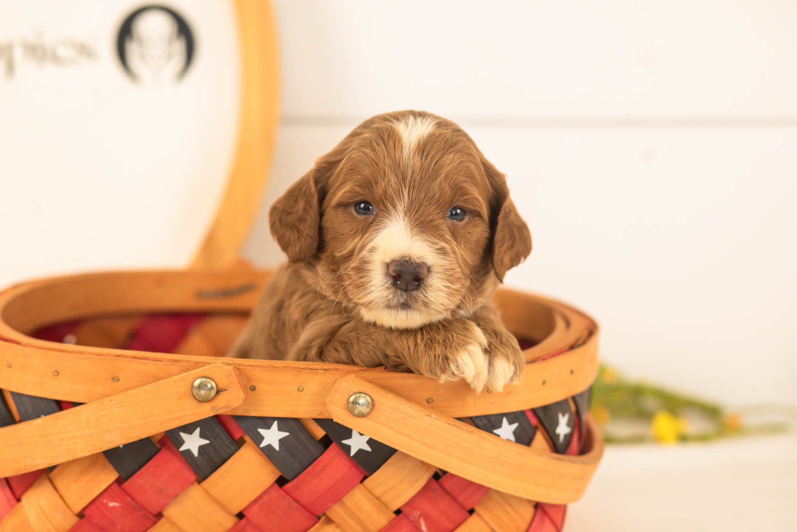 Abel goldendoodle for sale(2).jpg