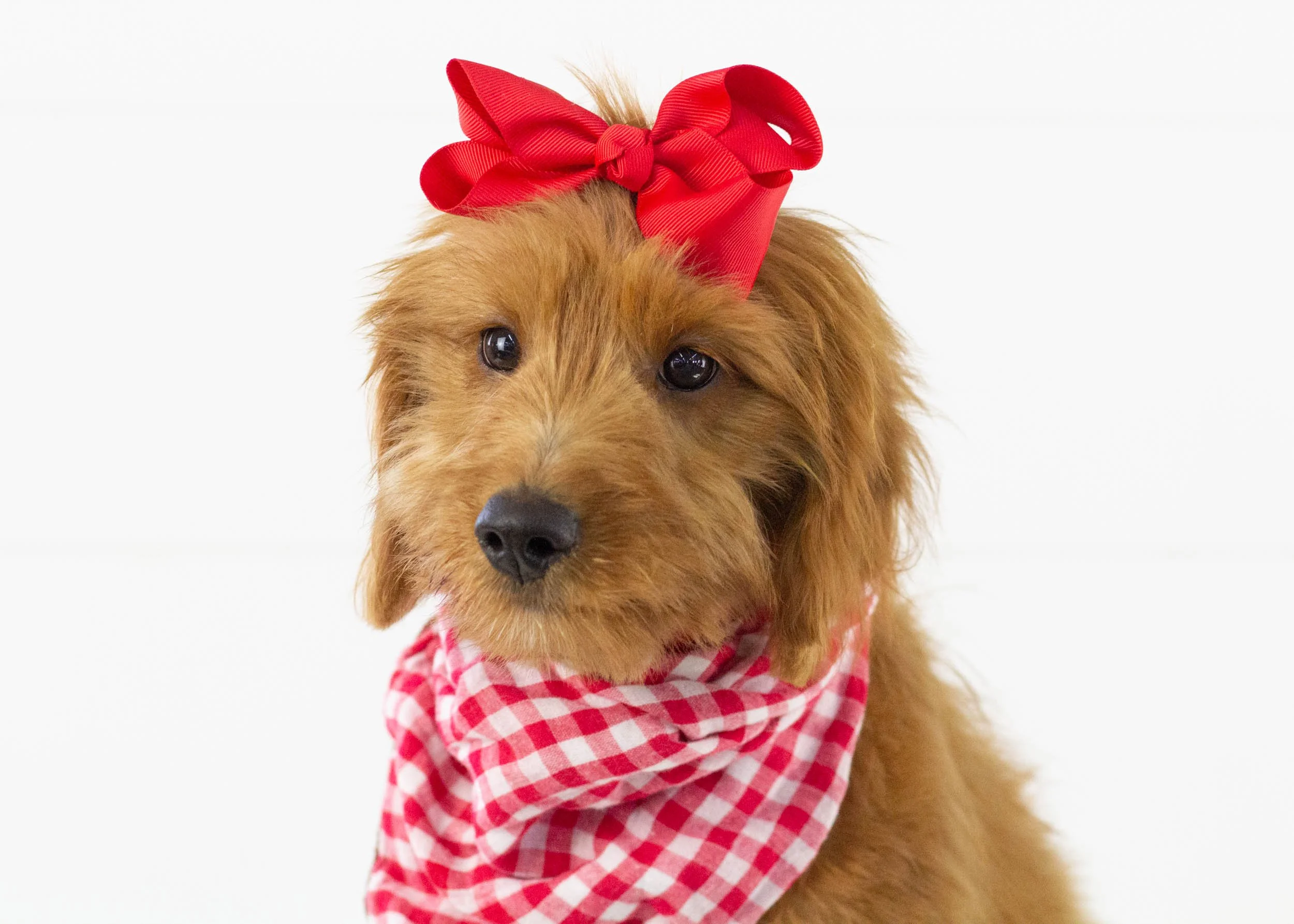 Daisy goldendoodle for sale.jpg