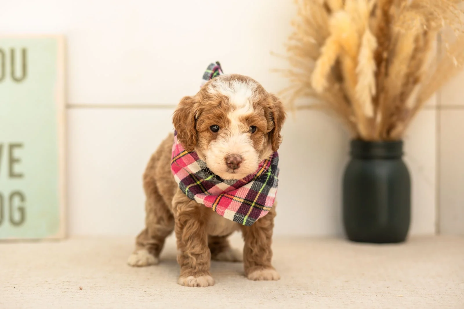 Cardinal goldendoodle for sale(2).jpg