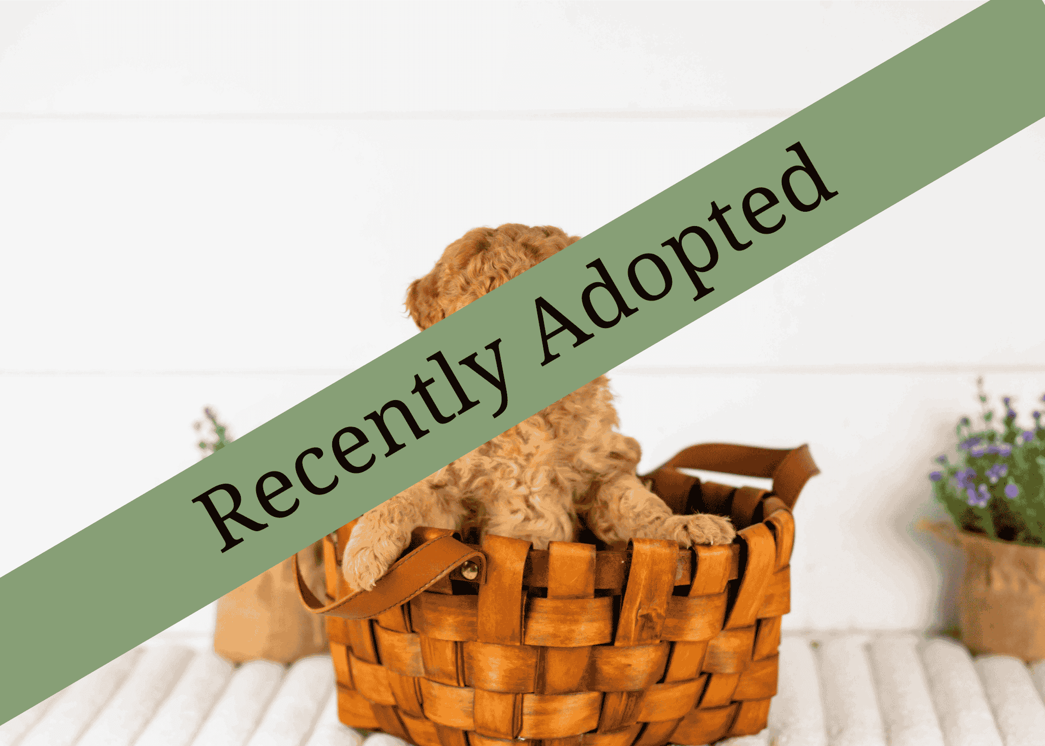 goldendoodle for sale