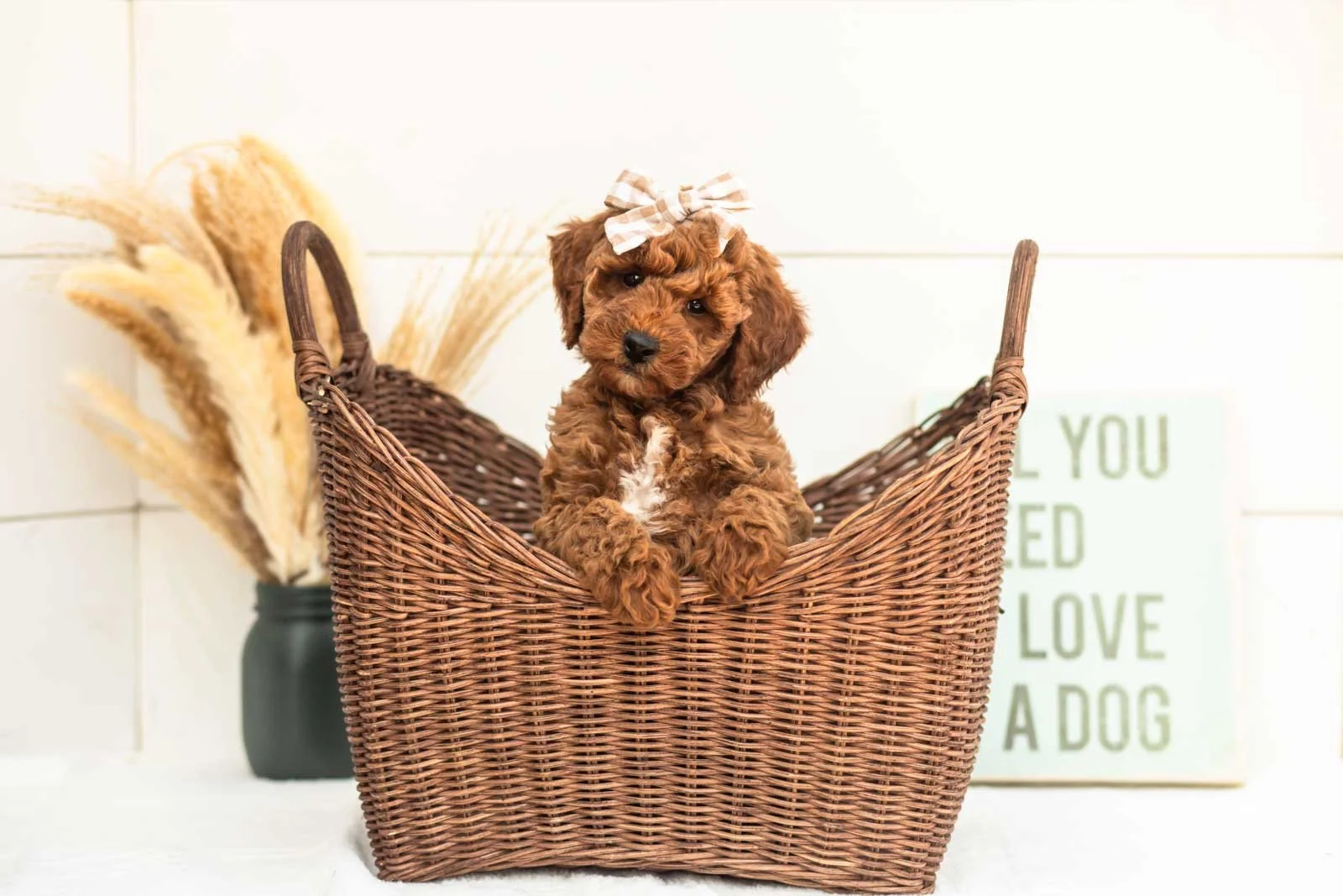 Sardine goldendoodle for sale(1).jpg