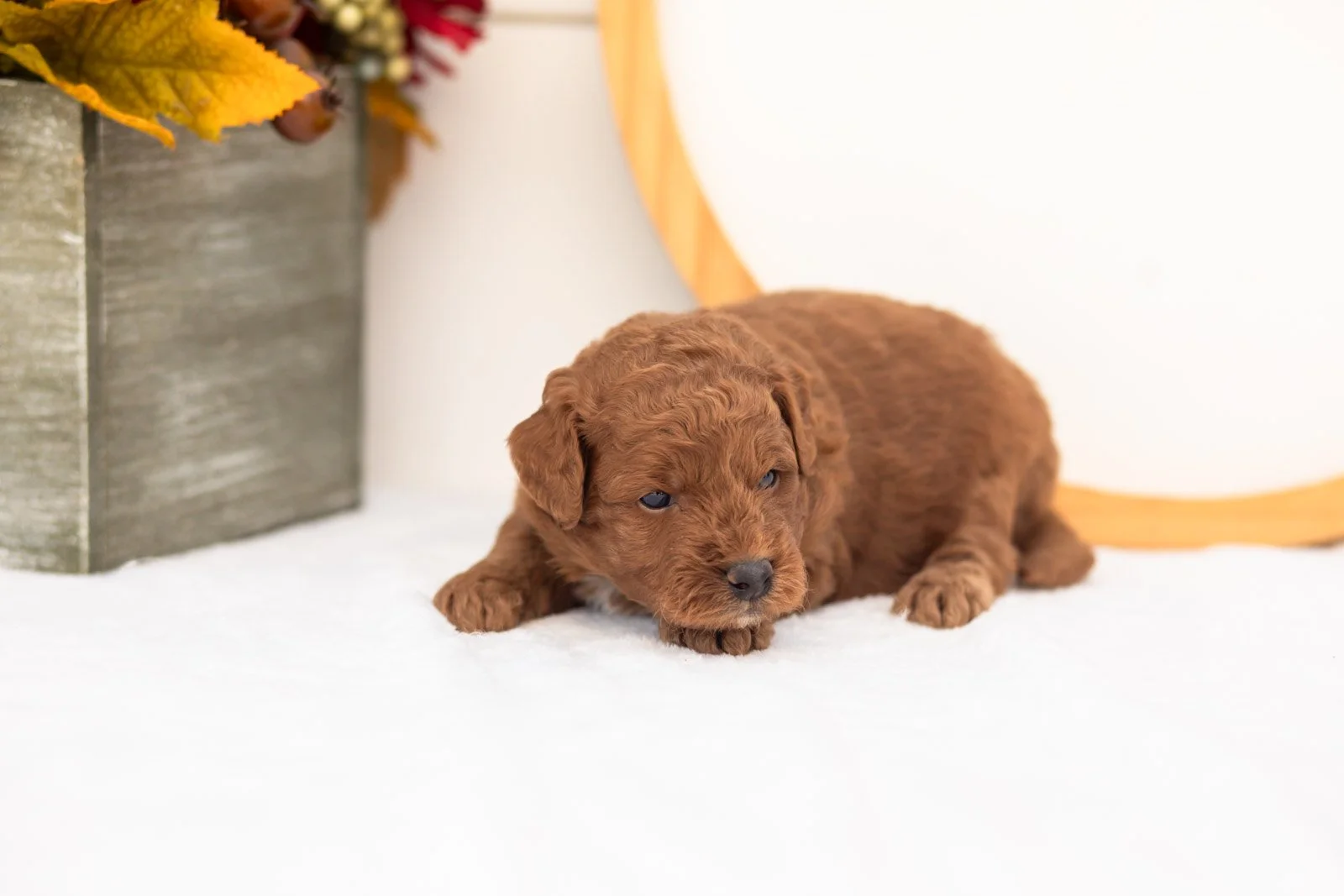 Jonathan goldendoodle for sale(1).jpg