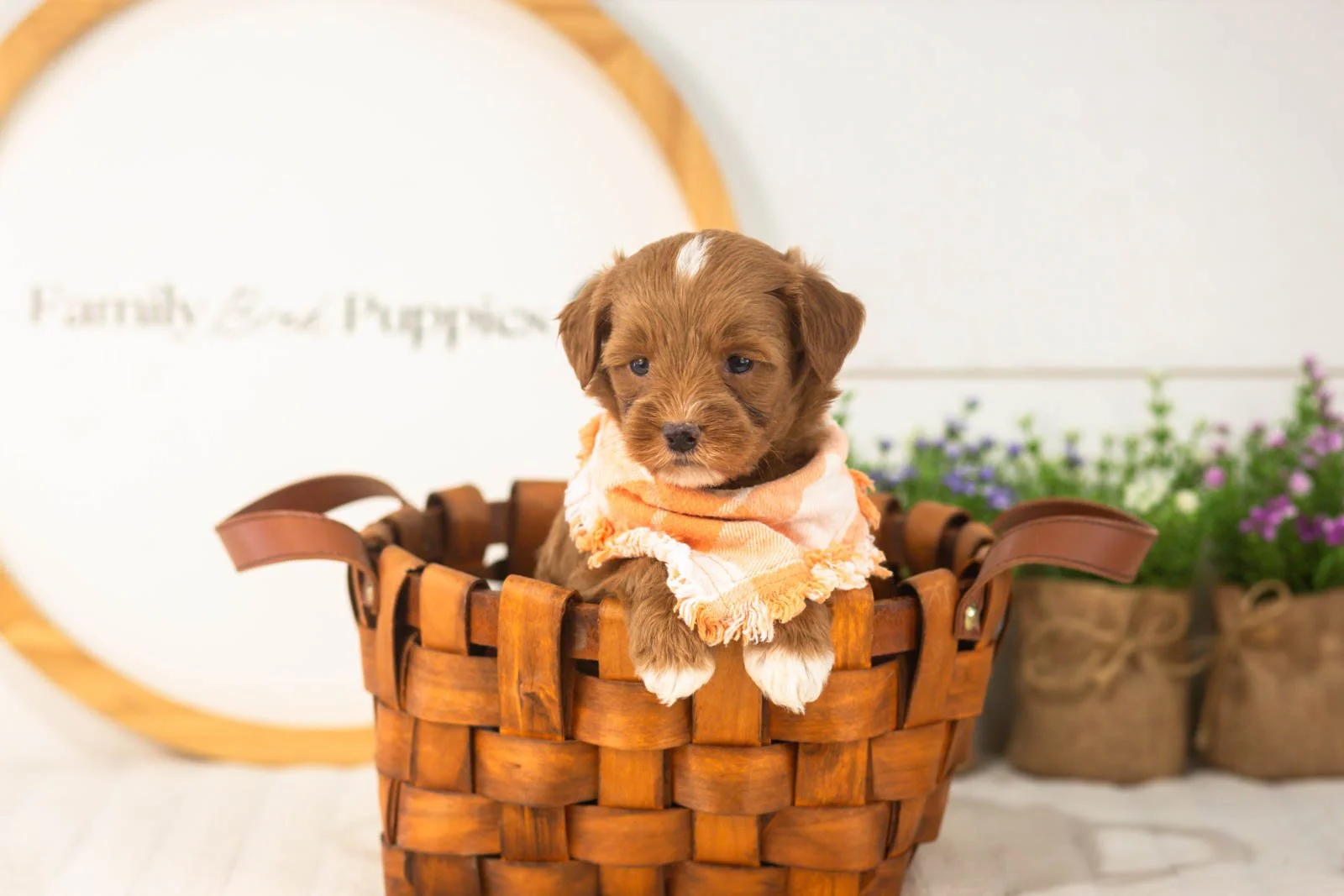 Vale goldendoodle for sale(4).jpg