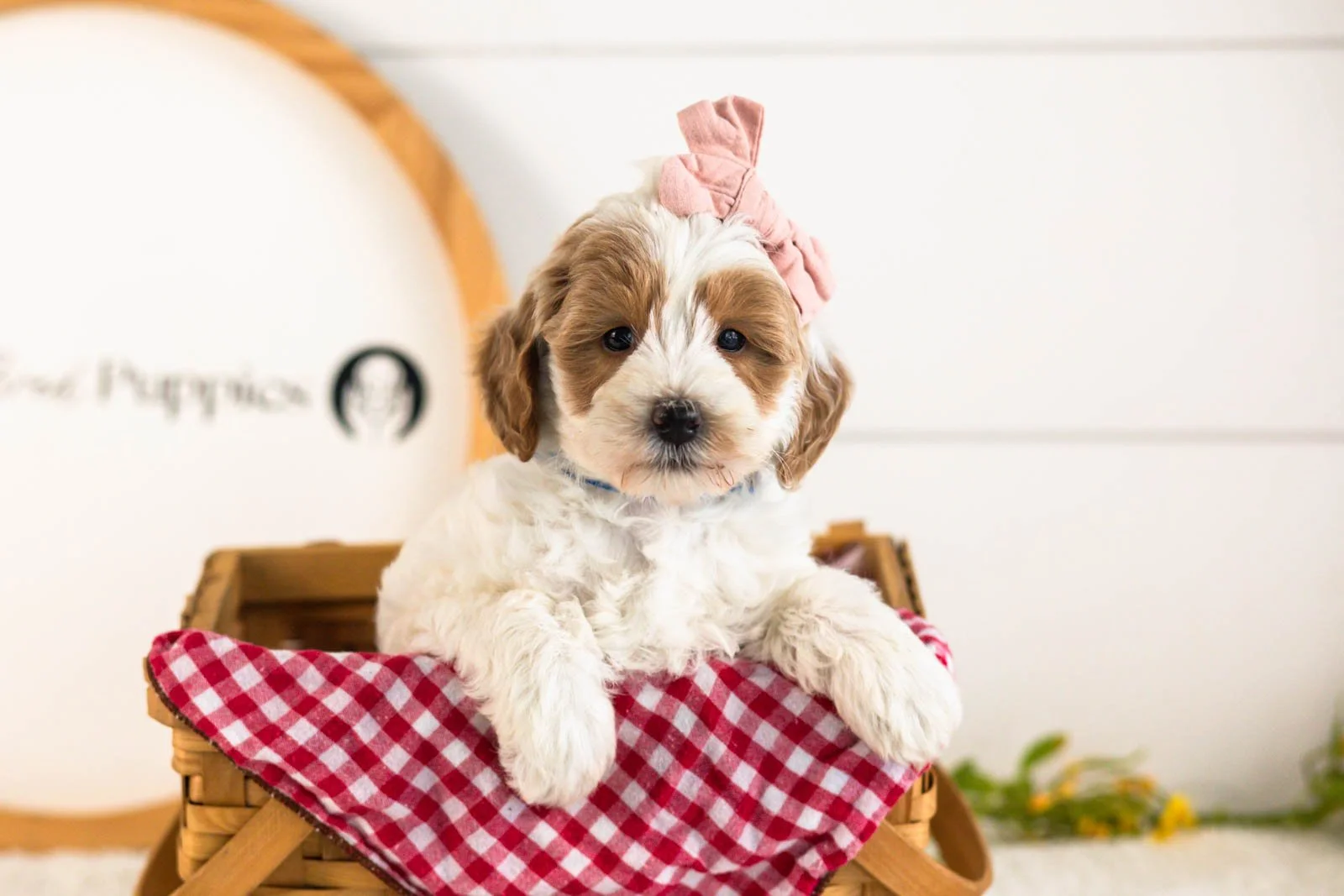 Leslie Goldendoodle for sale(3).jpg