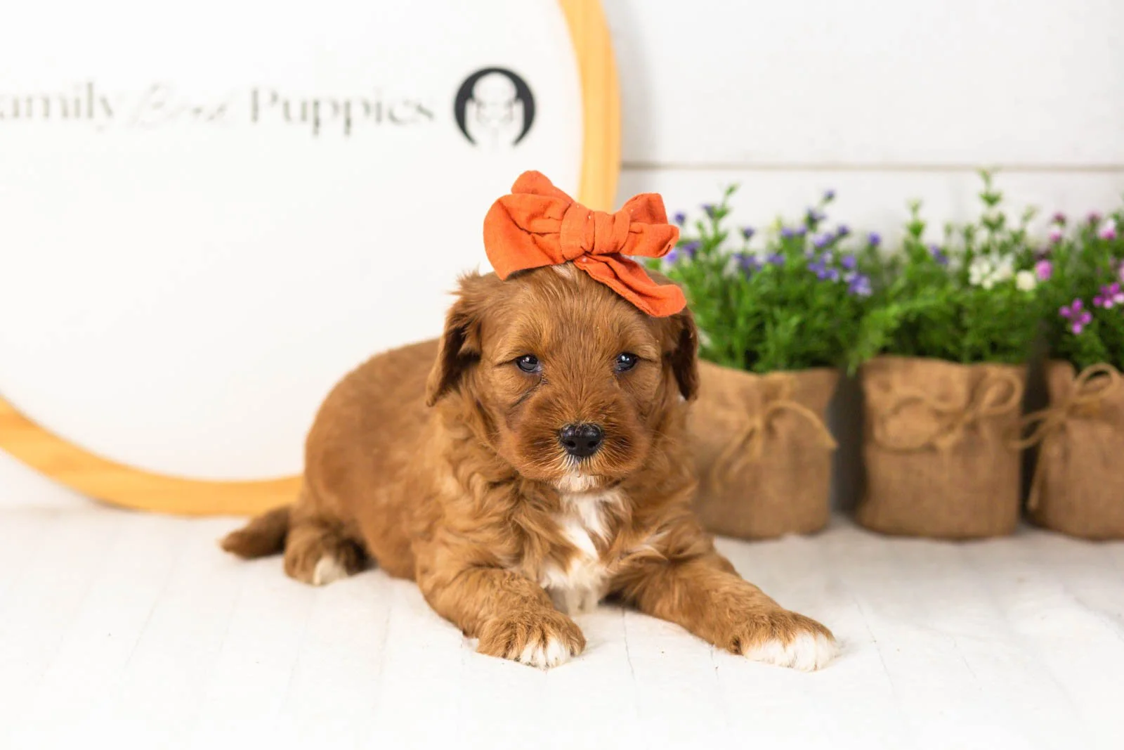 Clarity goldendoodle for sale.jpg